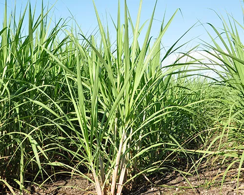 tile regaloMexicano carousel.jpg